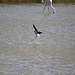 20110530 4507RTw [F] Rosaflamingo (Phoenicopterus ruber), Stelzenläufer (Himantopus himantopus), Parc Ornithologique, Camargue