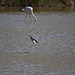 20110530 4506RTw [F] Rosaflamingo (Phoenicopterus roseus), Stelzenläufer (Himantopus himantopus), Parc Ornithologique, Camargue