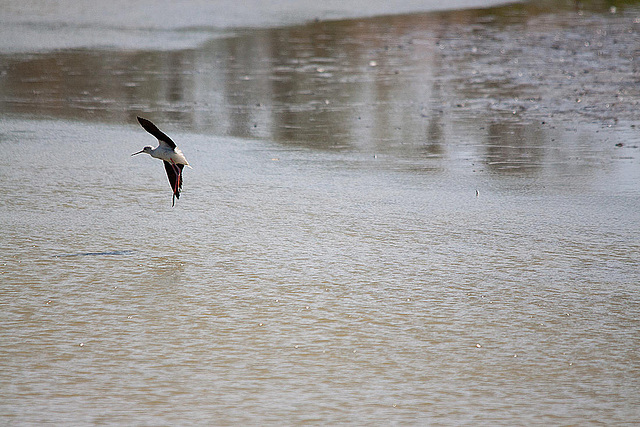 20110530 4504RTw [F] Stelzenläufer (Himantopus himantopus), Parc Ornithologique, Camargue