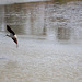 20110530 4503RTw [F] Stelzenläufer (Himantopus himantopus), Parc Ornithologique, Camargue
