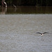 20110530 4500RTw [F] Stelzenläufer (Himantopus himantopus), Parc Ornithologique, Camargue