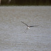 20110530 4499RTw [F] Stelzenläufer (Himantopus himantopus), Parc Ornithologique, Camargue
