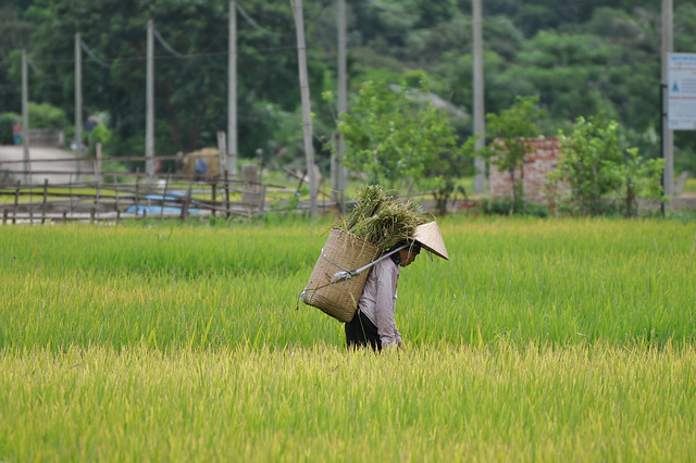 VALLEE DE MAI CHAU  VIETNAM