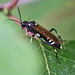 20110519 2906RMfw Insekt