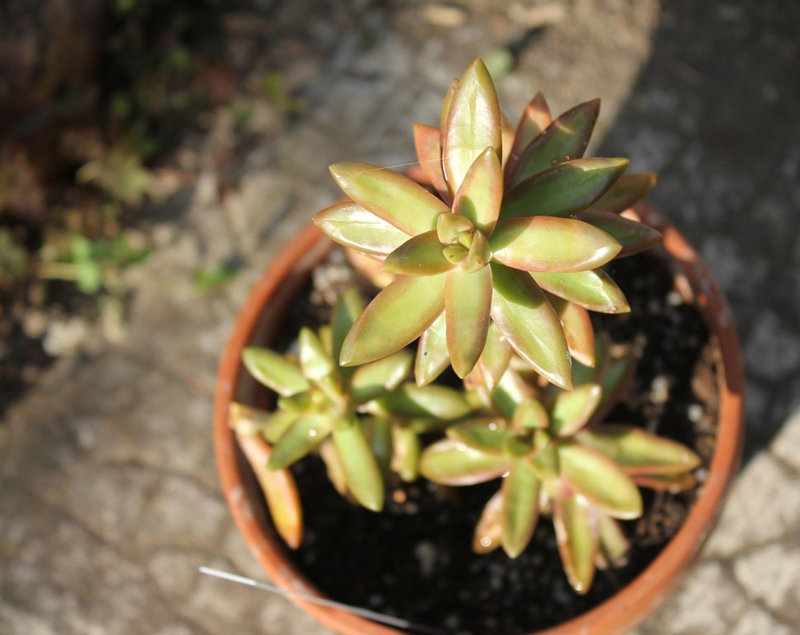 Sedum nussbaumerianum