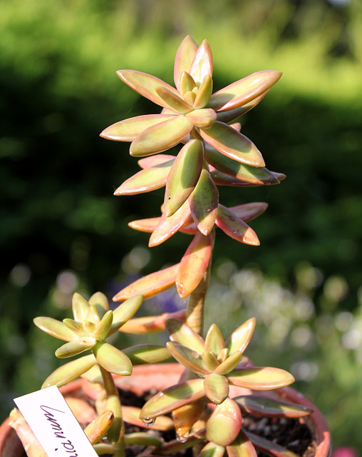 Sedum nussbaumerianum