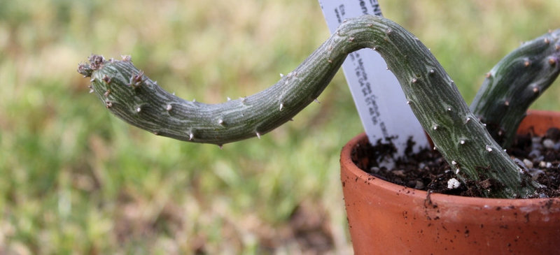 Senecio pendulus