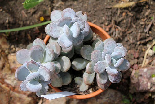 Pachyphytum bracteosum