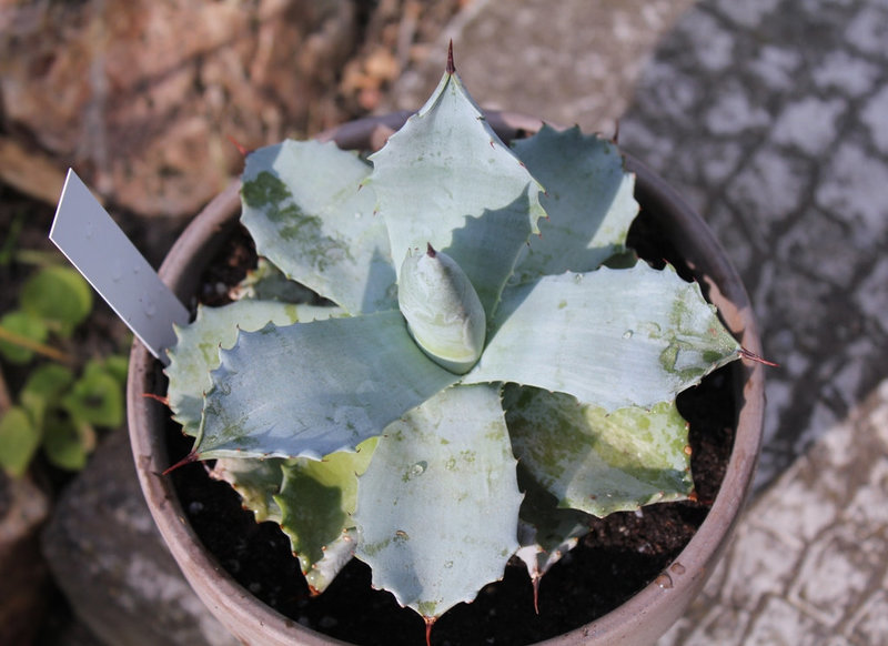 agave