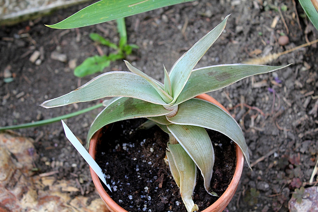 Aloe striata