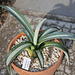 Agave americana mediopicta