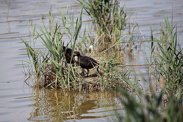 20110530 4498RTw [F] Blässhuhn [JV], Parc Ornithologique, Camargue