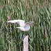 20110530 4496RTw [F] Lachmöwe (Chroicocephalus ridibundus), Parc Ornithologique, Camargue