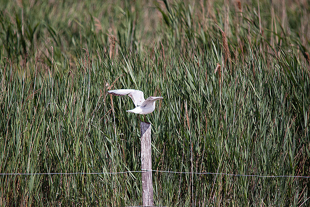 20110530 4495RTw [F] Lachmöwe (Chroicocephalus ridibundus), Parc Ornithologique, Camargue