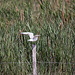 20110530 4495RTw [F] Lachmöwe (Chroicocephalus ridibundus), Parc Ornithologique, Camargue
