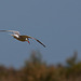 20110530 4494RTw [F] Zwergseeschwalbe, Parc Ornithologique, Camargue