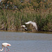 20110530 4492RTw [F] Rosaflamingo (Phoenicopterus roseus), Parc Ornithologique, Camargue