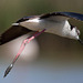 20110530 4490RTw [F] Stelzenläufer (Himantopus himantopus), Parc Ornithologique, Camargue