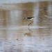 20110530 4489RTw [F] Stelzenläufer (Himantopus himantopus), Parc Ornithologique, Camargue