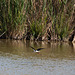 20110530 4482RTw [F] Stelzenläufer (Himantopus himantopus), Parc Ornithologique, Camargue