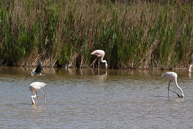 20110530 4480RTw [F] Rosaflamingo (Phoenicopterus roseus), Stelzenläufer (Himantopus himantopus), Parc Ornithologique, Camargue