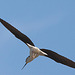 20110530 4479RTw [F] Stelzenläufer (Himantopus himantopus), Parc Ornithologique, Camargue