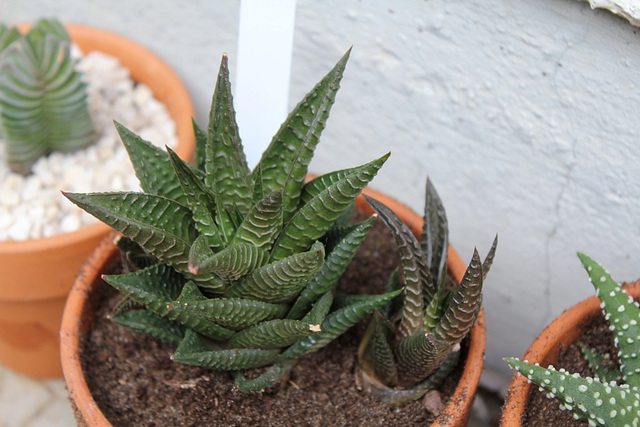 Haworthia limifolia (2)