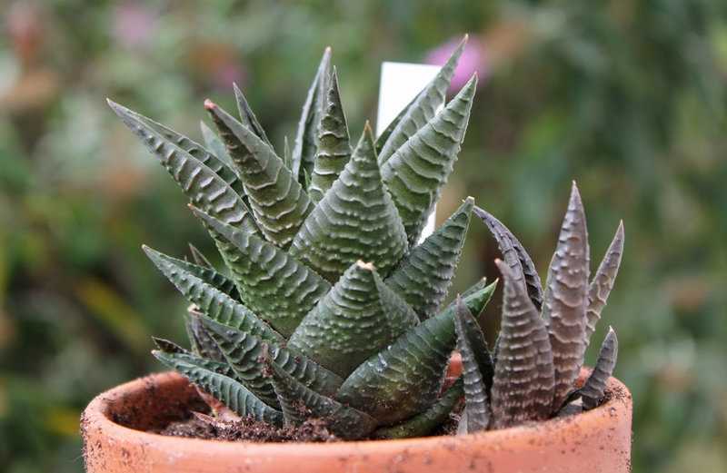 Haworthia limifolia- cultivar