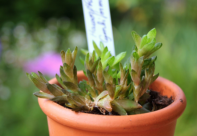 Haworthia cymbiformis v. ramosa