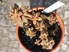 Graptosedum x "Bronze"= "Vera Higgins"