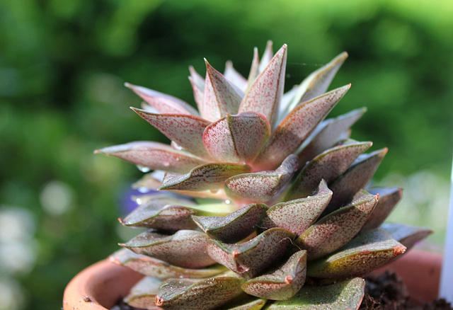 Echeveria purpurosum