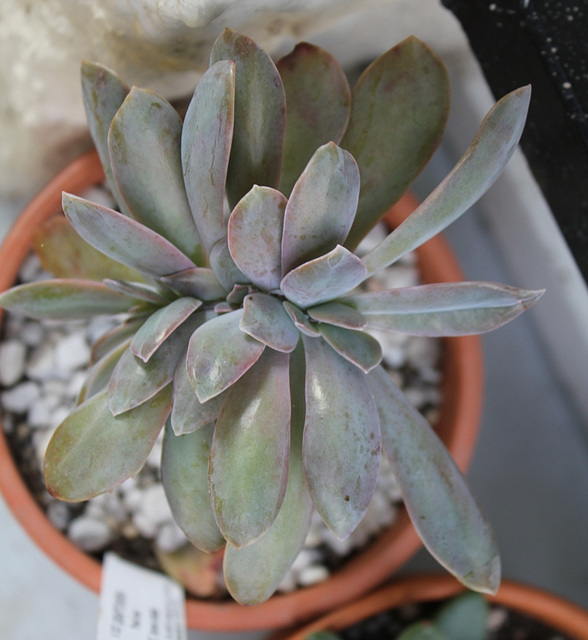 Graptoveria Fred Yves cristata