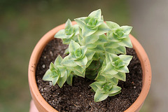 Crassula perforata variegata