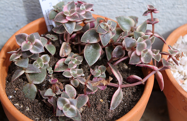 Crassula pellucida Calico Kitten