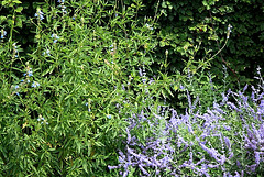 Salvia uliginosa et Perovskia- association bleue 2