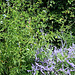 Salvia uliginosa et Perovskia- association bleue 2