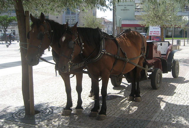 The Royal Chariot (1)