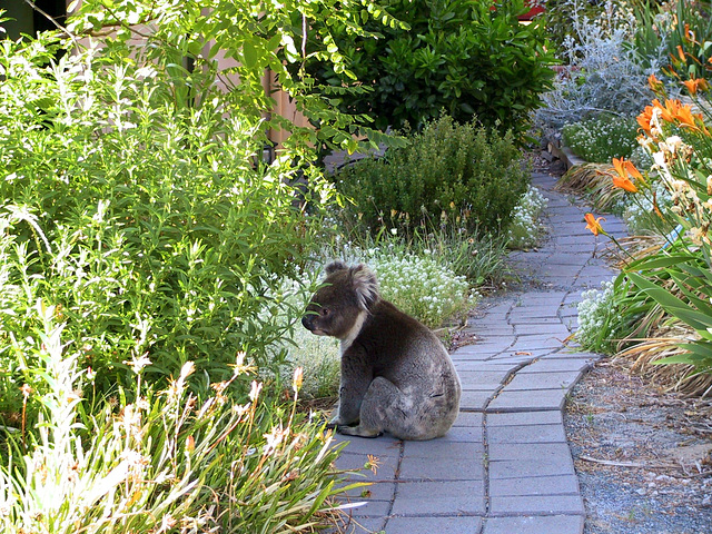 Pas un chien...koala dans mon jardin