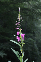 Epilobium angustifolium