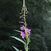 Epilobium angustifolium