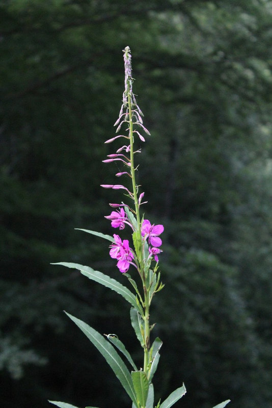 Epilobium angustifolium