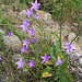 Campanula patula