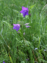 Campanula persicifolia