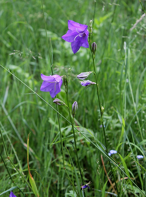 Campanula persicifolia