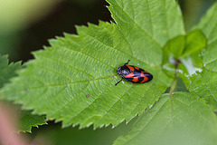 20110519 2793RMw [D~MI] Blutzikade (Cercopis vulnerata), Großes Torfmoor, Hille