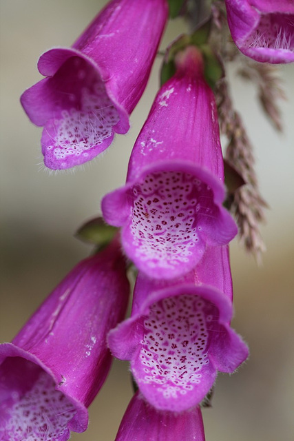 Digitalis purpurea