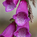 Digitalis purpurea