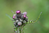 Cirsium palustre