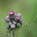 Cirsium palustre