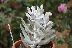 Cotyledon orbiculata oophylla